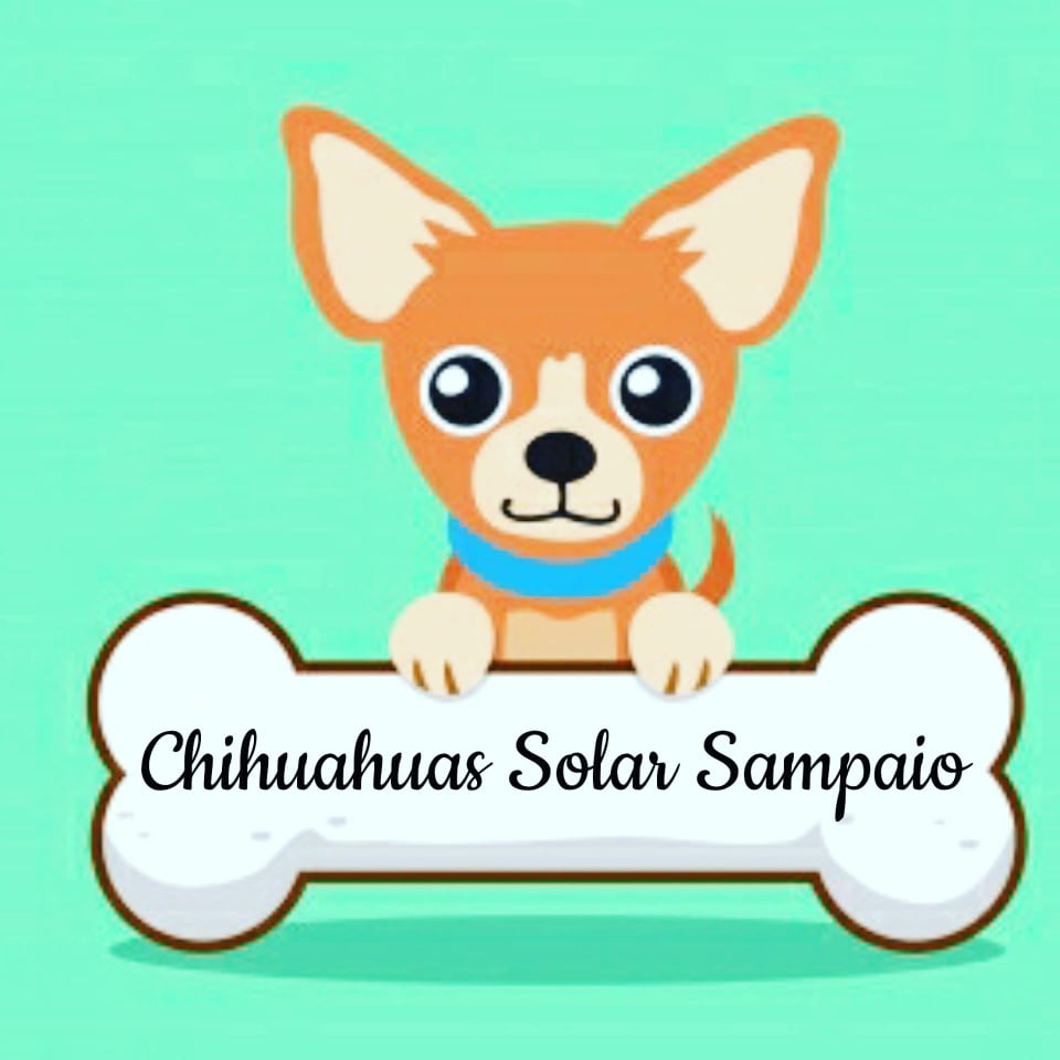 Chihuahuas Solar sampaio